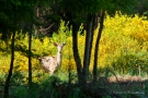 Hirsch (Cervus elaphus) zwischen Ginster im Hürtgenwald