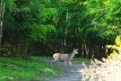 Hirsch (Cervus elaphus) kreuzt Weg im Hürtgenwald