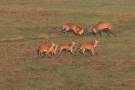 Kämpfende Hirsche (Cervus elaphus) auf der Dreiborner Höhe