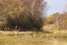 Damhirsch in den Amsterdamse Waterleidingduinen