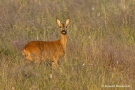 Reh (Capreolus capreolus)