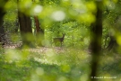 Reh (Capreolus capreolus)