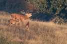 Röhrender Hirsch (Cervus elaphus) auf der Dreiborner Höhe