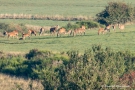 Röhrender Hirsch (Cervus elaphus)