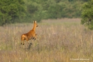 Schreckendes Reh (Capreolus capreolus)