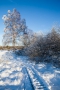 Vereister Baum und Steg im Brackvenn (Nahtsief)