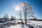 Sonne im Eisbaum