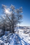 Sonnenschein im vereisten Baum