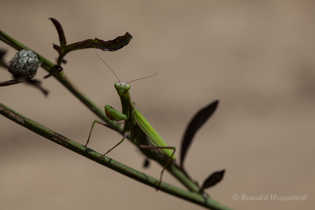 Europäische Gottesanbeterin (Mantis religiosa) am Badberg im Kaiserstuhl