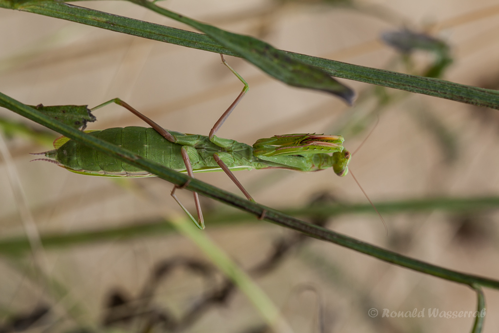 Europäische Gottesanbeterin (Mantis religiosa) am Badberg im Kaiserstuhl