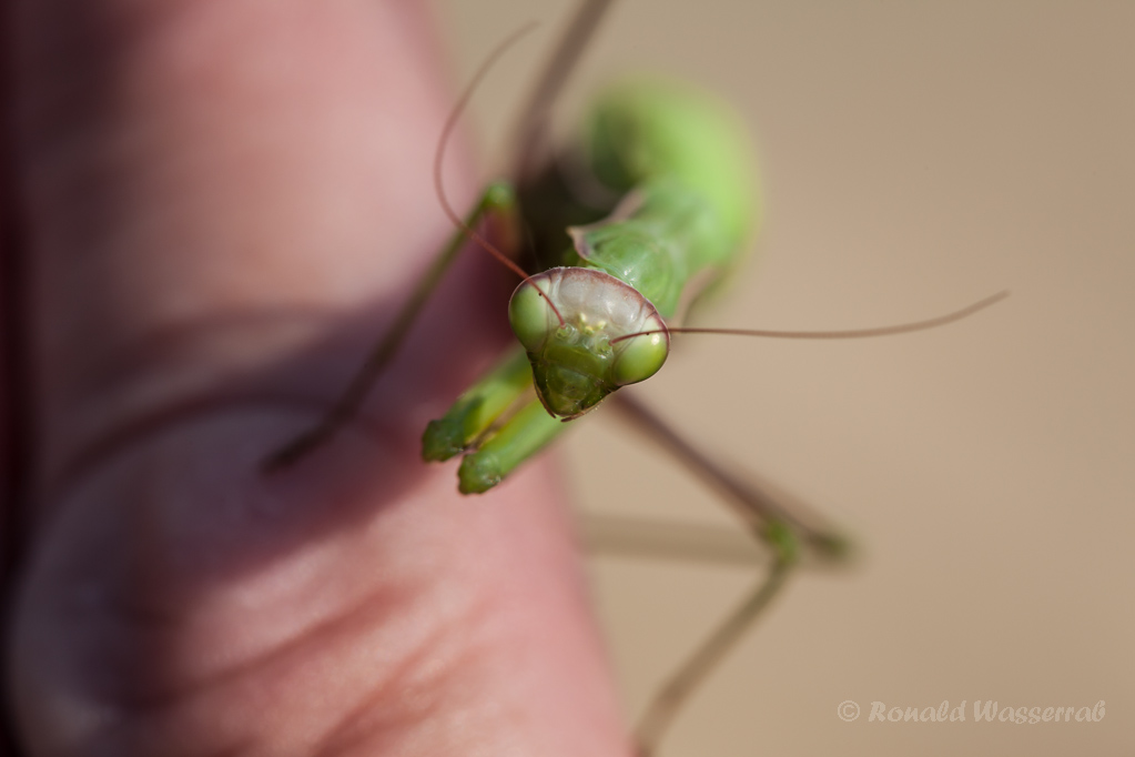 Europäische Gottesanbeterin (Mantis religiosa) am Badberg im Kaiserstuhl