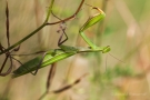 Gottesanbeterin (Weibchen)