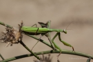 Europäische Gottesanbeterin (Mantis religiosa) am Badberg im Kaiserstuhl
