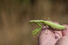Europäische Gottesanbeterin (Mantis religiosa) am Badberg im Kaiserstuhl