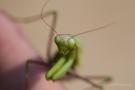 Europäische Gottesanbeterin (Mantis religiosa) am Badberg im Kaiserstuhl