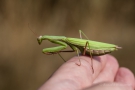 Europäische Gottesanbeterin (Mantis religiosa) am Badberg im Kaiserstuhl
