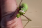 Europäische Gottesanbeterin (Mantis religiosa) am Badberg im Kaiserstuhl