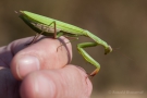 Europäische Gottesanbeterin (Mantis religiosa) am Badberg im Kaiserstuhl