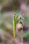 Europäisches Gottesanbeterinnen-Männchen (Mantis religiosa)