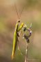 Europäisches Gottesanbeterinnen-Männchen (Mantis religiosa)