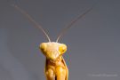 Europäische Gottesanbeterin (Mantis religiosa)