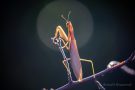 Europäische Gottesanbeterin (Mantis religiosa)