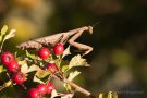 Europäische Gottesanbeterin (Mantis religiosa)