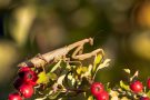 Europäische Gottesanbeterin (Mantis religiosa)