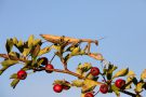 Europäische Gottesanbeterin (Mantis religiosa)