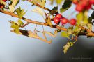 Europäische Gottesanbeterin (Mantis religiosa)