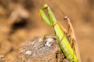 Europäisches Gottesanbeterinnen-Pärchen (Mantis religiosa)