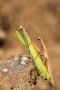 Europäisches Gottesanbeterinnen-Pärchen (Mantis religiosa)