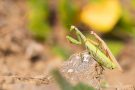 Europäisches Gottesanbeterinnen-Pärchen (Mantis religiosa)