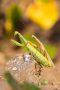 Europäisches Gottesanbeterinnen-Pärchen (Mantis religiosa)