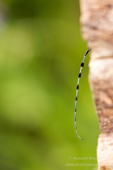 Fühler des Alpenbocks  (Rosalia alpina)