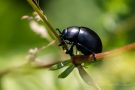 Tatzenkäfer (Timarcha tenebricosa)