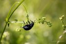 Tatzenkäfer (Timarcha tenebricosa)