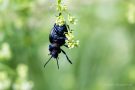 Tatzenkäfer (Timarcha tenebricosa)