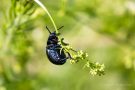 Tatzenkäfer (Timarcha tenebricosa)