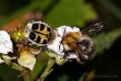 Gebänderter Pinselkäfer (Trichius fasciatus)