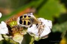 Gebänderter Pinselkäfer (Trichius fasciatus)