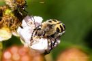 Gebänderter Pinselkäfer (Trichius fasciatus)