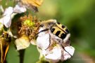 Gebänderter Pinselkäfer (Trichius fasciatus)