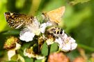 Gebänderter Pinselkäfer (Trichius fasciatus)