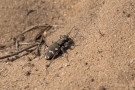 Dünen-Sandlaufkäfer (Cicindela hybrida) im Nationalpark De Meinweg