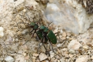 Feld-Sandlaufkäfer (Cicindela campestris)