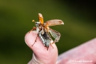 Abfliegender Maikäfer auf meinem Daumen