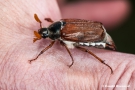 Maikäfer auf meiner Hand