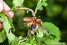 Maikäfer beim Abflug