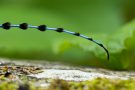 Fühler des Alpenbocks  (Rosalia alpina)